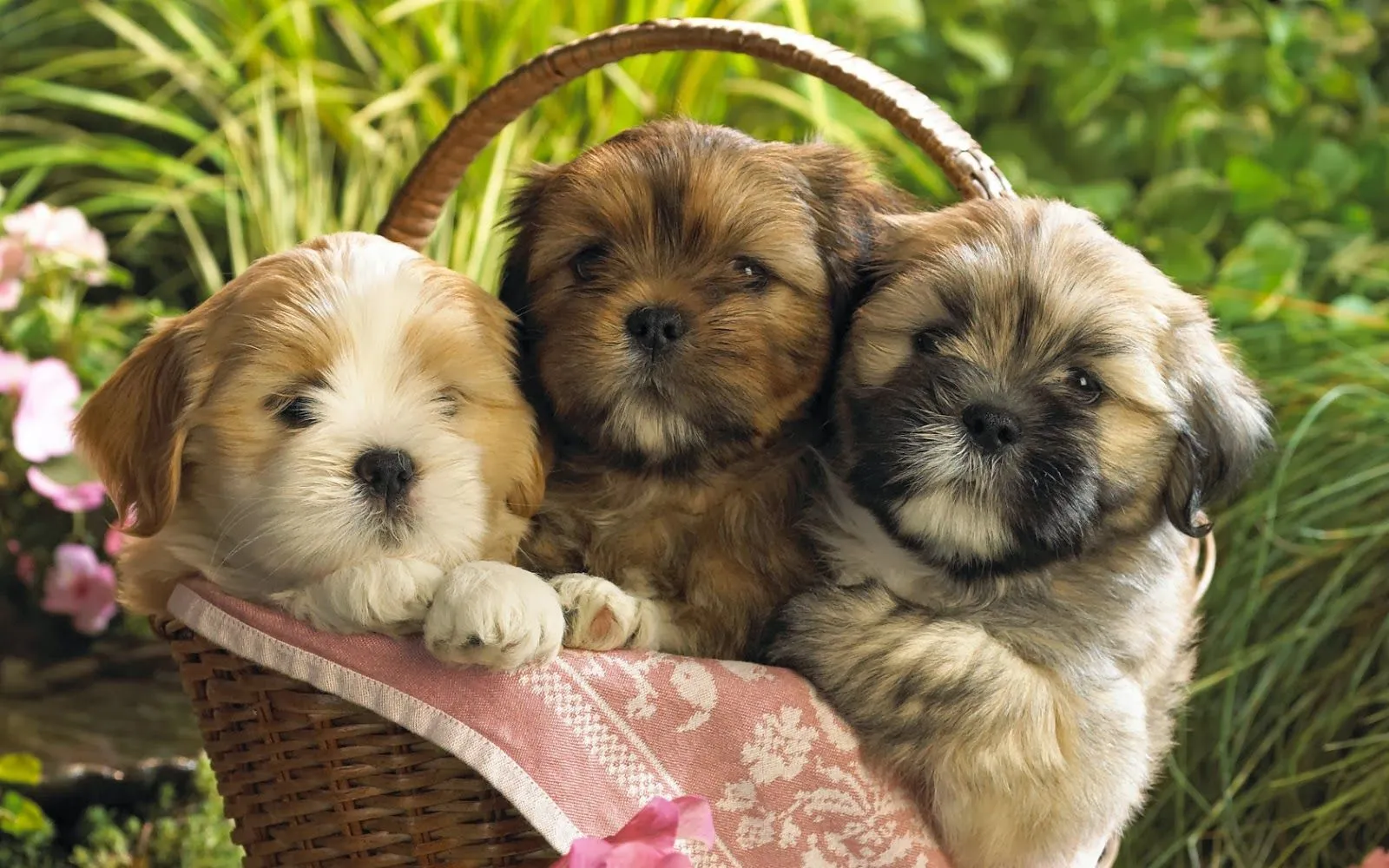 Fotografias de perros domesticos - Fotos Bonitas de Amor ... Fotografias de perros domesticos - Fotos Bonitas de Amor ...
