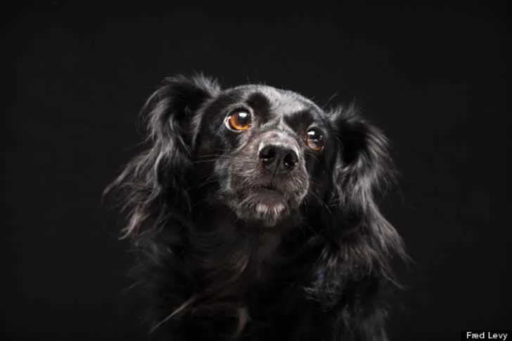 Estas fotografías de perros negros esconden un noble propósito ... Estas fotografías de perros negros esconden un noble propósito ...