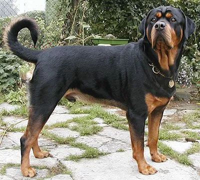 rottweiler dog - working dog breeds from the online dog ... rottweiler dog - working dog breeds from the online dog ...