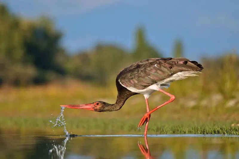 Fotografías premiadas en la XXIII Semana de la Cigüeña de ...