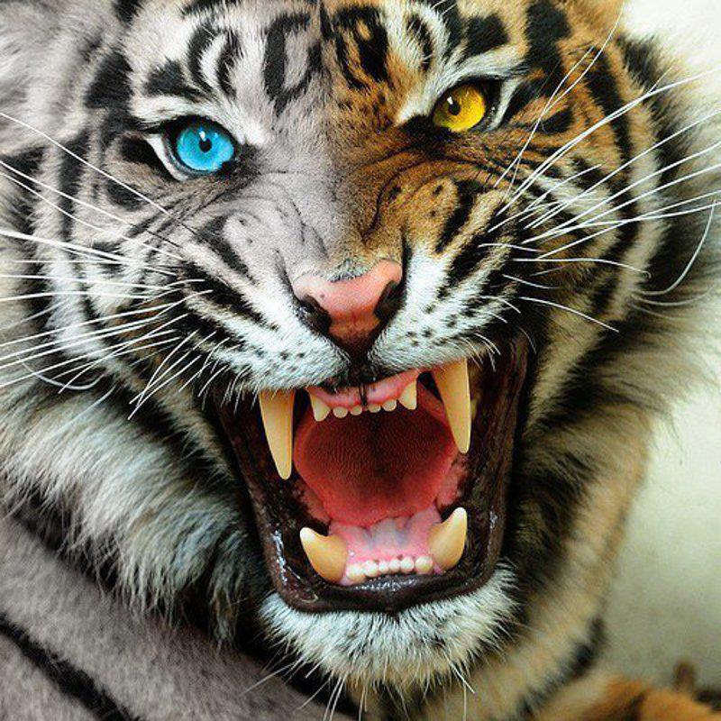 fotografias tigres de bengala - Fotografias y fotos para imprimir