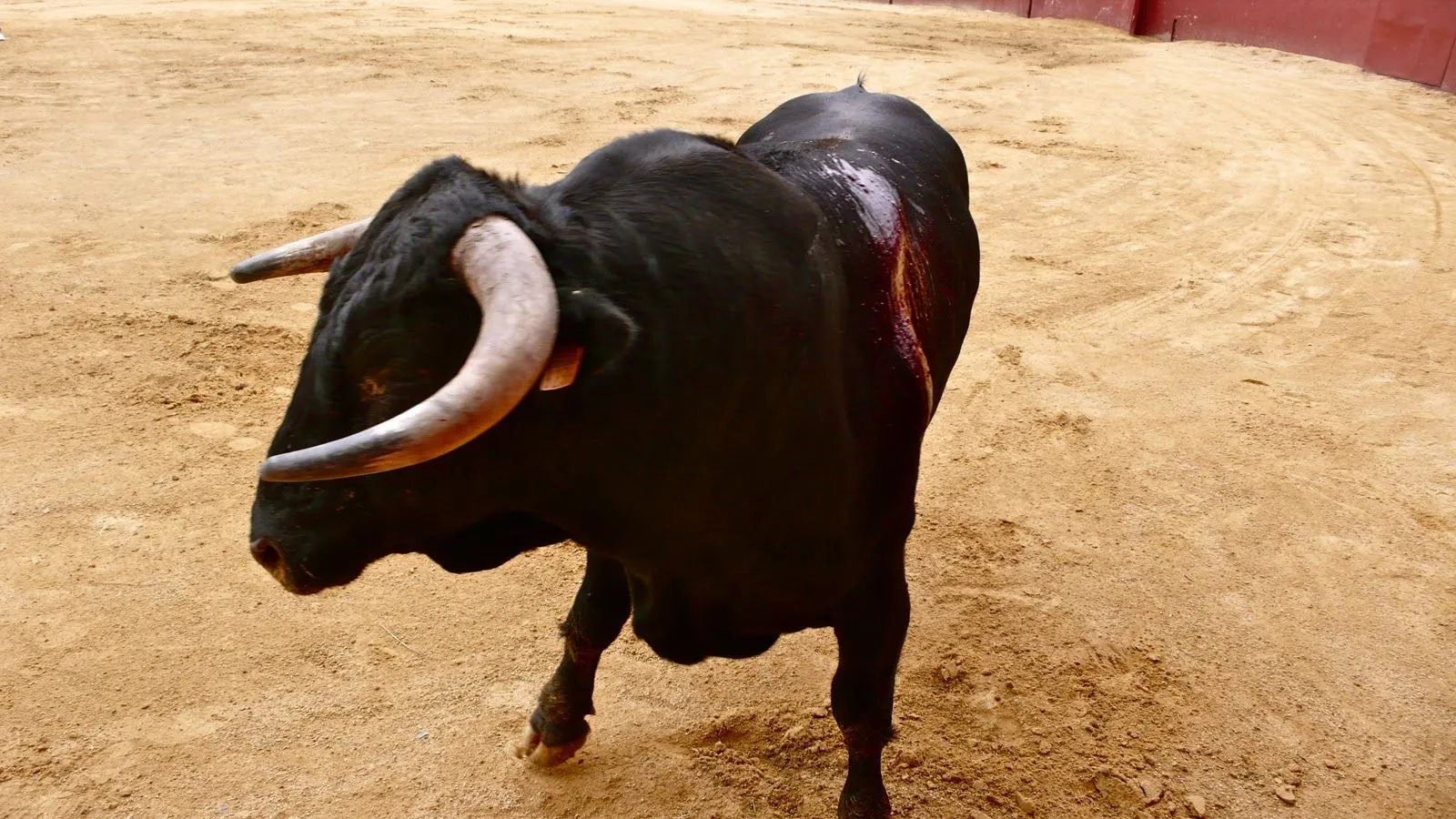 FOTOGRAFO TAURINO: Tentaderos en Toros de Gerardo. Francisco ...
