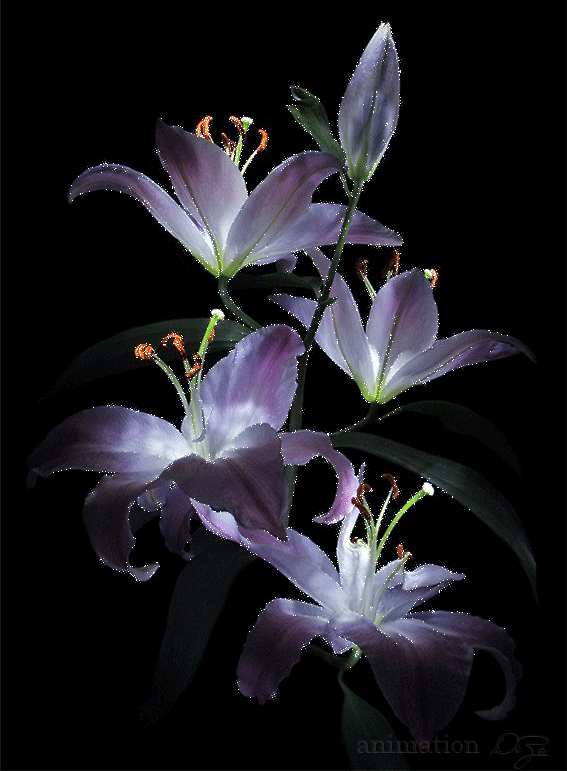 FOTOIMAGENES_sinPALABRAS: FLORES CON BRILLOS, GIF FOTOIMAGENES_sinPALABRAS: FLORES CON BRILLOS, GIF