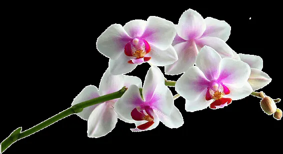 FOTOIMAGENES_sinPALABRAS: FLORES PNG, TUBOS, SIN FONDO FOTOIMAGENES_sinPALABRAS: FLORES PNG, TUBOS, SIN FONDO