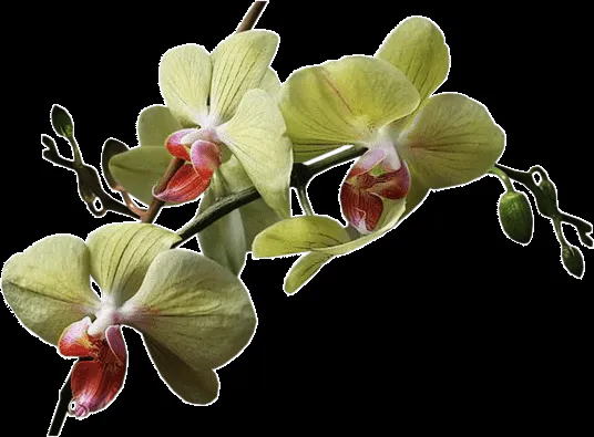 FOTOIMAGENES_sinPALABRAS: FLORES PNG, TUBOS, SIN FONDO