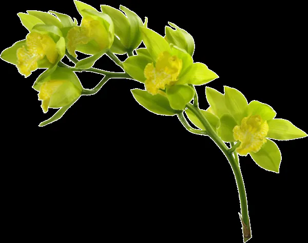 FOTOIMAGENES_sinPALABRAS: FLORES PNG, TUBOS, SIN FONDO FOTOIMAGENES_sinPALABRAS: FLORES PNG, TUBOS, SIN FONDO