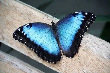 El significado de una mariposa azul | eHow en Español