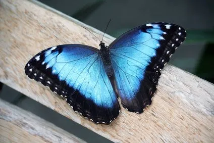 El significado de una mariposa azul | eHow en Español El significado de una mariposa azul | eHow en Español