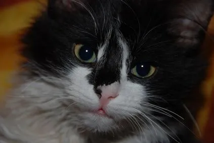 Razas de gatos blanco y negro | eHow en Español Razas de gatos blanco y negro | eHow en Español