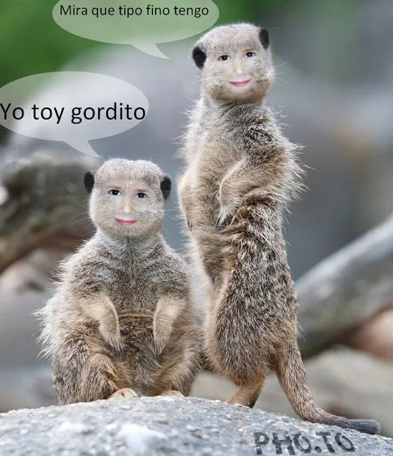 Fotomontajes de animales. Imágenes de animales divertidas. Fotomontajes de animales. Imágenes de animales divertidas.