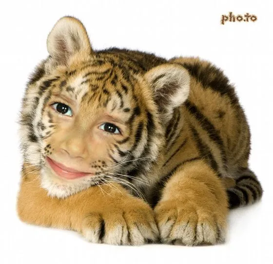 Fotomontajes para niños. Conviértete en un Tigre siberiano.