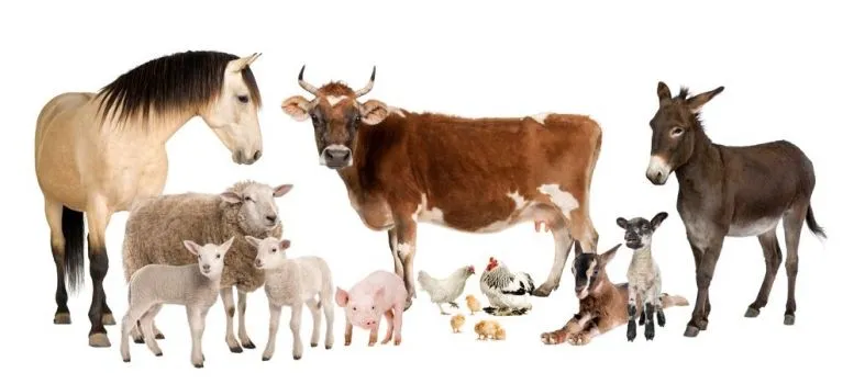Fotomural Animales de granja. Mural Animales de granja