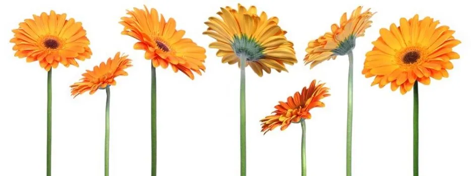 Fotomural gerberas. Mural gerberas