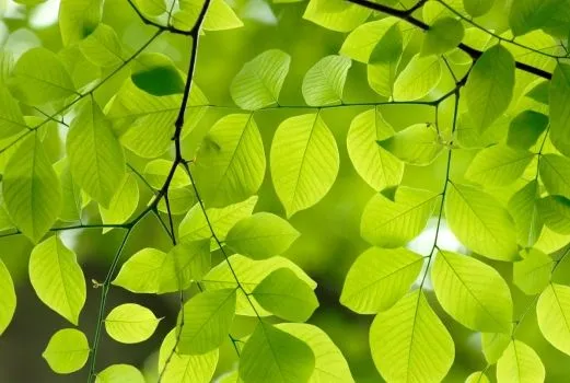 Fotomural hojas verdes. Mural hojas verdes