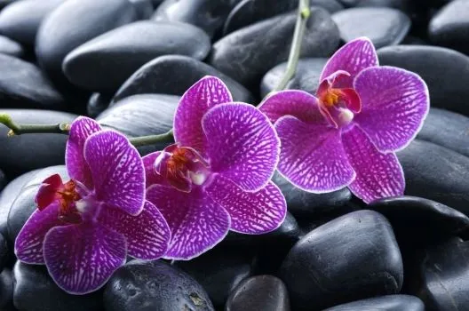 orquideas_moradas_sobre_ ...