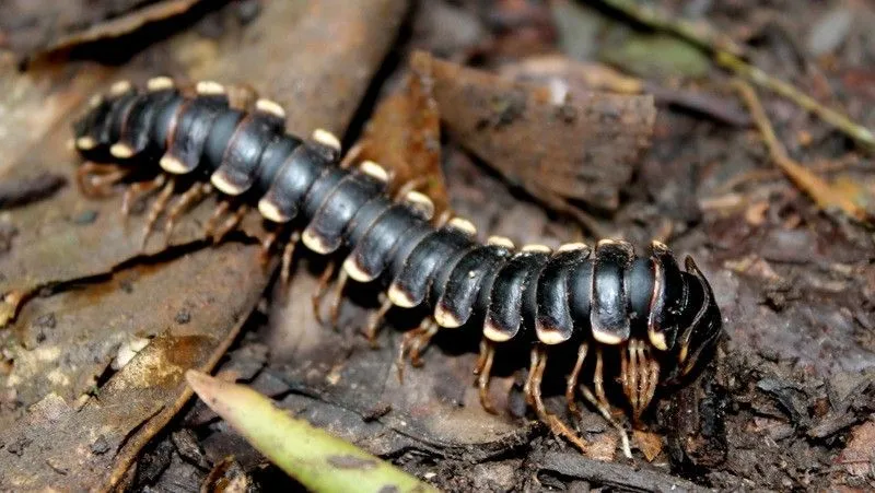 Cien pies gigante - Imagui
