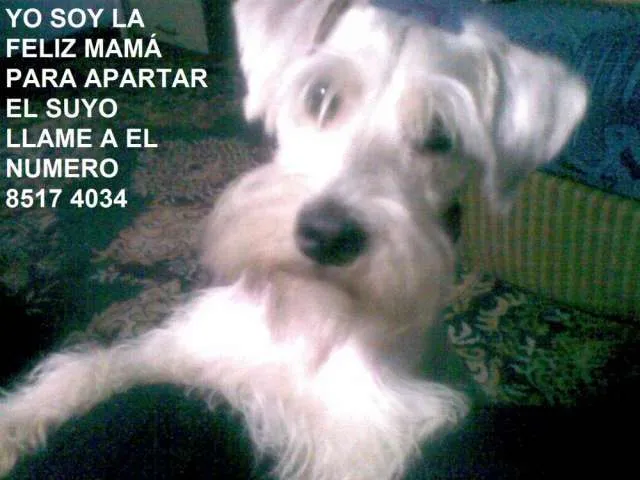 Perritos blancos bebés - Imagui