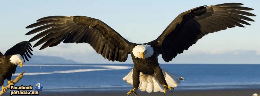 Fotos del aguila real americana - Imagui