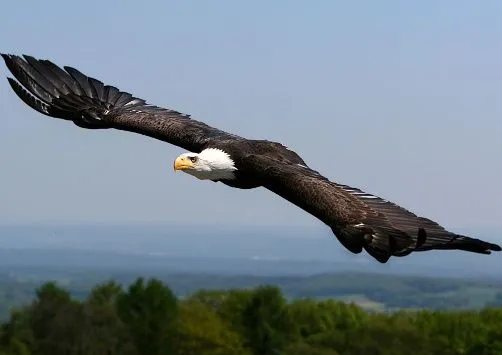 Fotos de Aguilas, aves señoriales | SobreFotos