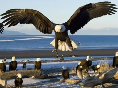 Fotos de Aguilas, aves señoriales | SobreFotos