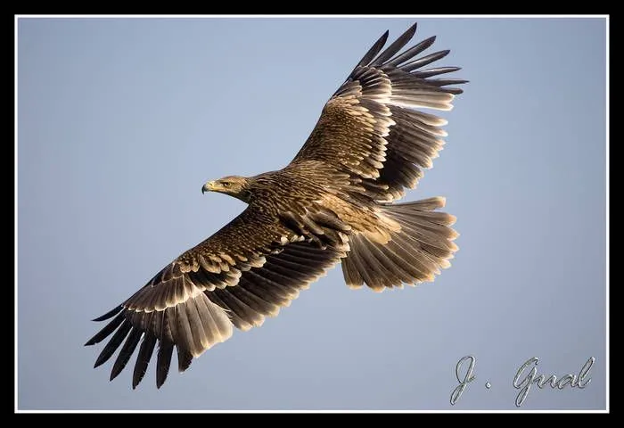 Aguila Imperial Occipitalis en pleno vuelo