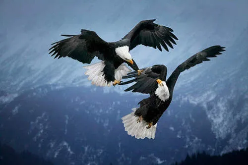 Fotos de aguilas en vuelo - Imagui