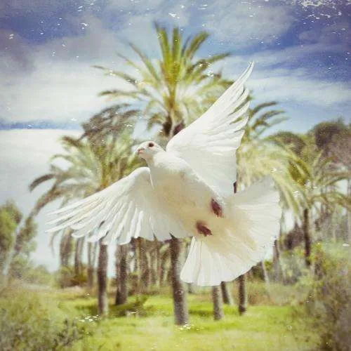 Fotos de Alquiler Palomas Blancas para Bodas - Málaga - Otros ... Fotos de Alquiler Palomas Blancas para Bodas - Málaga - Otros ...