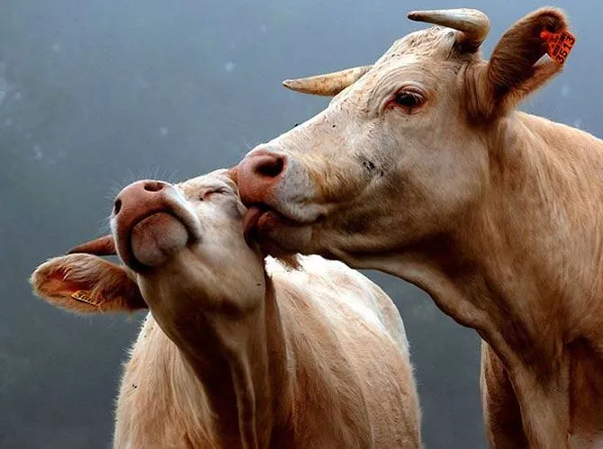 Las Fotos Mas Alucinantes: los besos de las vacas Las Fotos Mas Alucinantes: los besos de las vacas