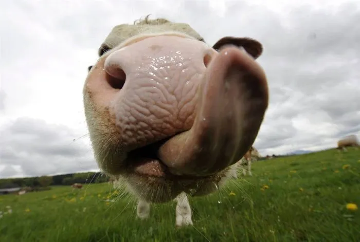 Las Fotos Mas Alucinantes: lengua de vaca
