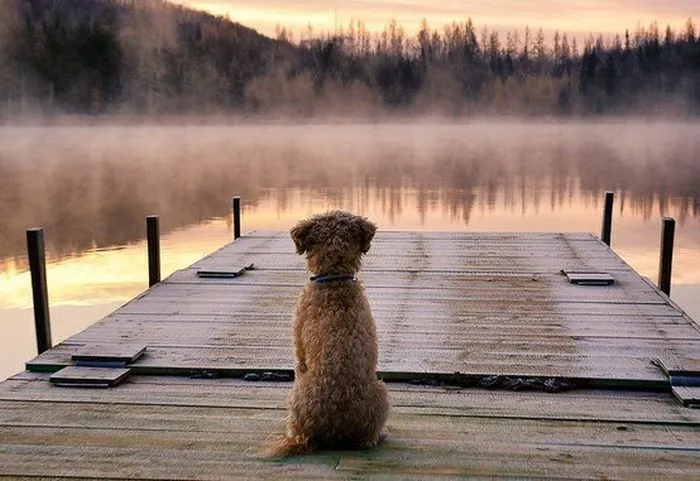 Las Fotos Mas Alucinantes: perro mirando el horizonte Las Fotos Mas Alucinantes: perro mirando el horizonte