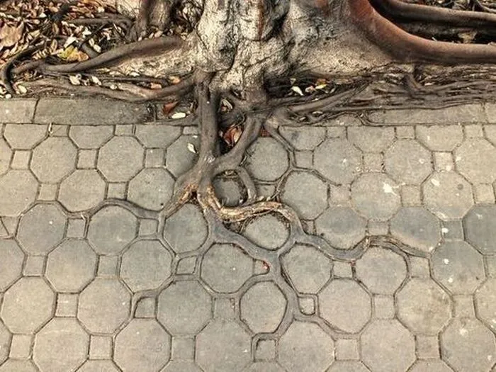 Las Fotos Mas Alucinantes: raices de arbol en la acera Las Fotos Mas Alucinantes: raices de arbol en la acera
