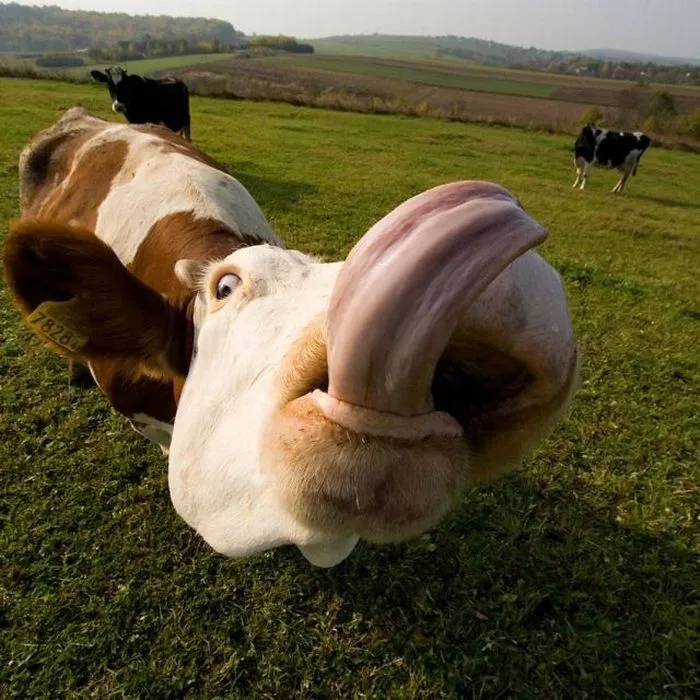 las fotos mas alucinantes: vaca sacando la lengua las fotos mas alucinantes: vaca sacando la lengua