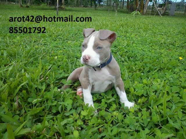 American stanford para salto y venta de cachorros - Pococí, Costa ... American stanford para salto y venta de cachorros - Pococí, Costa ...