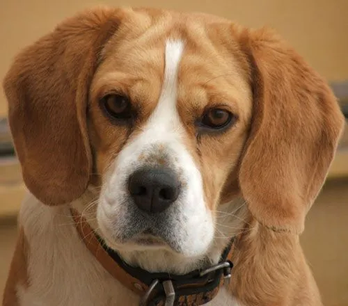 FOTOS DE ANIMAIS DOMÉSTICOS | coisas pra ver FOTOS DE ANIMAIS DOMÉSTICOS | coisas pra ver
