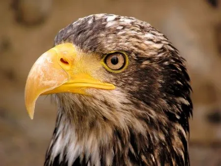Fotos de Animais - Mamíferos e Aves | Cultura Mix Fotos de Animais - Mamíferos e Aves | Cultura Mix