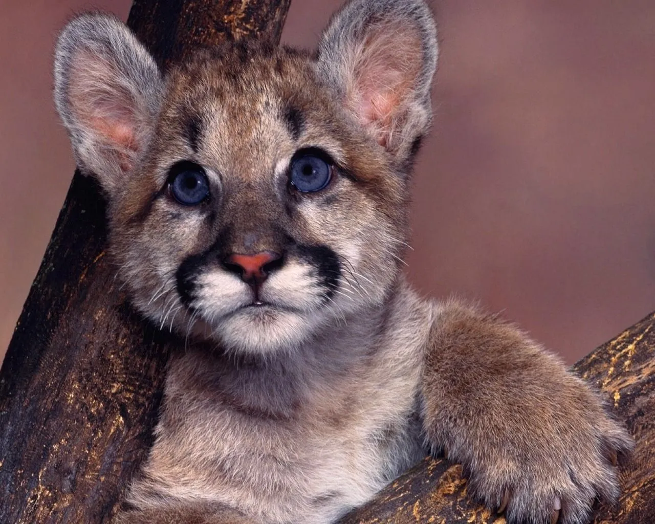 Fotos de animales cachorros para descargar en HD | IMAGENES ... Fotos de animales cachorros para descargar en HD | IMAGENES ...