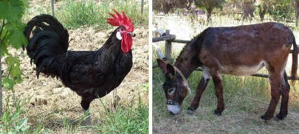Razas autóctonas italianas de animales domésticos - www.