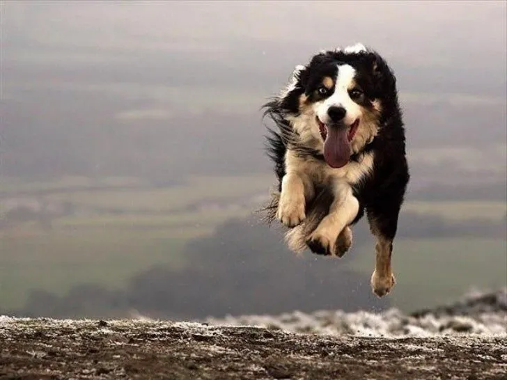 fotos de animales espectaculares