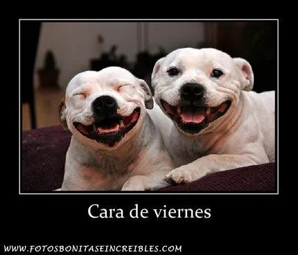 Fotos Animales para Facebook: Cara de viernes | FOTOS PARA ... Fotos Animales para Facebook: Cara de viernes | FOTOS PARA ...