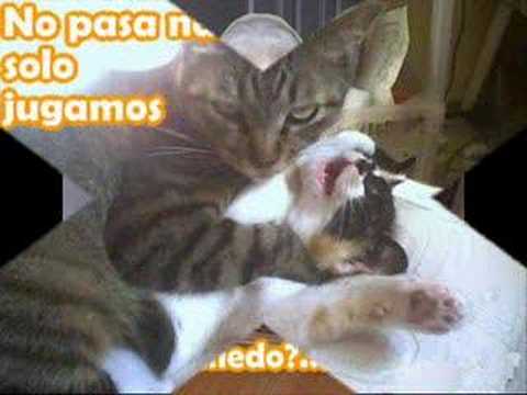 la fotos animales mas graciosas de la we - YouTube la fotos animales mas graciosas de la we - YouTube