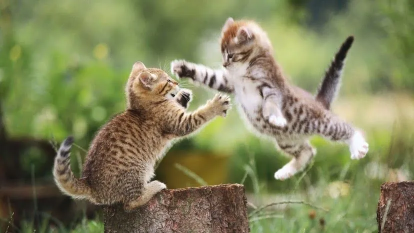 Fotos de animales en HD - Imagui