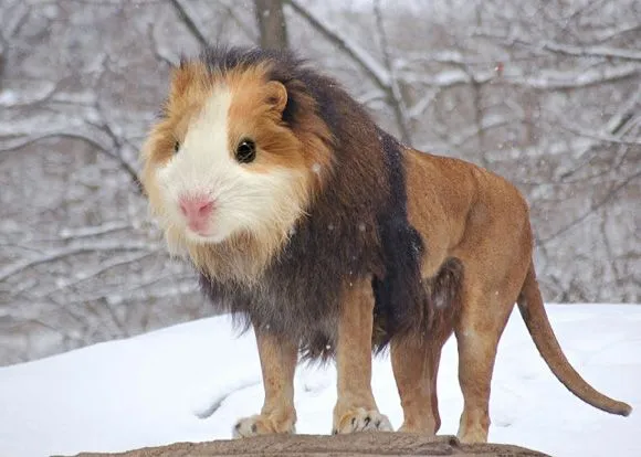 En fotos, animales híbridos fantásticos | Cubadebate