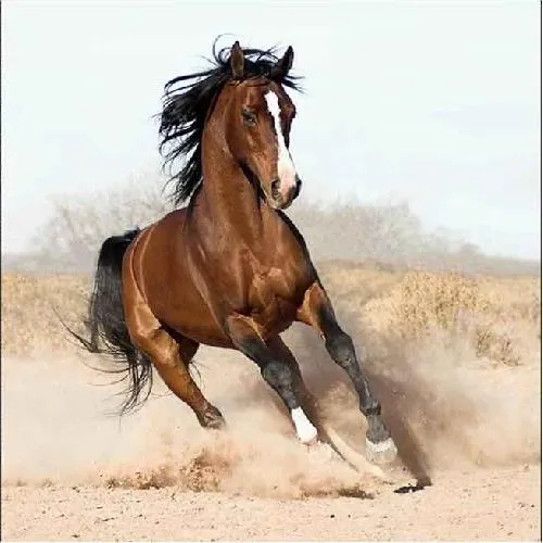 Fotos de animales salvajes | Diario Animales