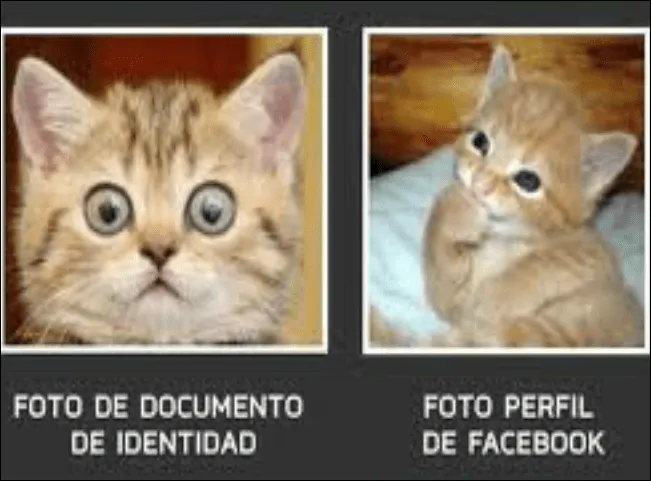 Imagenes tiernas de gatitos con frases graciosas - Imagui Imagenes tiernas de gatitos con frases graciosas - Imagui