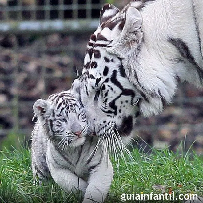 Tigre Blanco con su cachorro - Instinto maternal de los animales Tigre Blanco con su cachorro - Instinto maternal de los animales