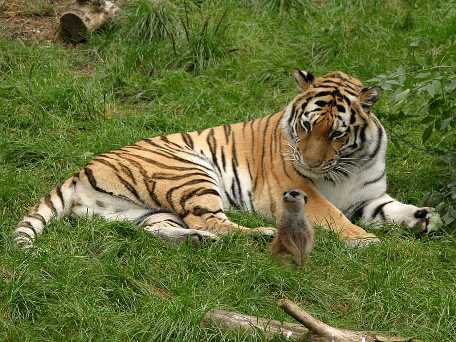 Fotos de animales, tigres