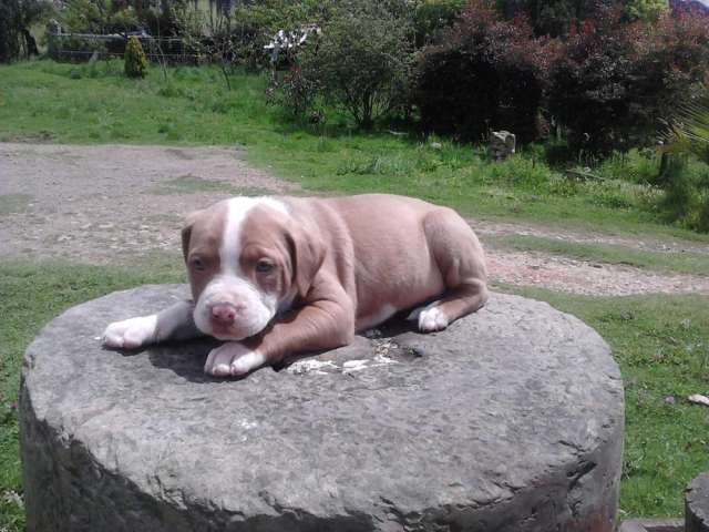 Fotos de Aproveche ultimos cachorros pitbull stanford en ...