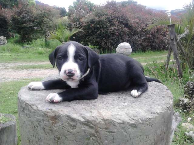 Fotos de Aproveche ultimos cachorros pitbull stanford en ... Fotos de Aproveche ultimos cachorros pitbull stanford en ...