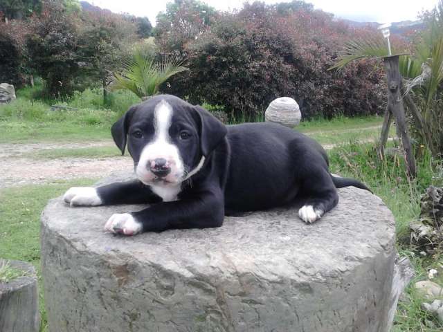 Fotos de Aproveche ultimos cachorros pitbull stanford en ...