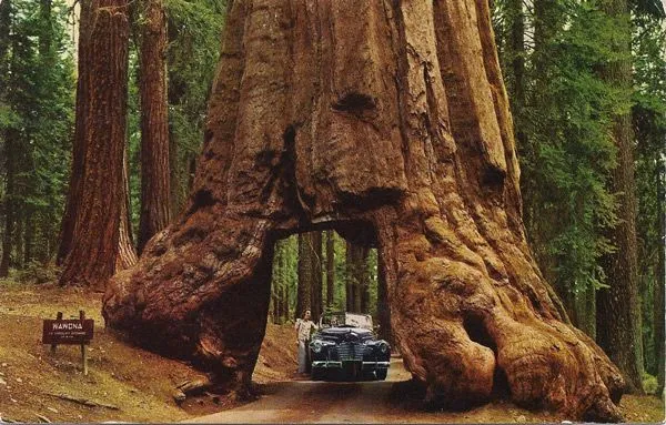 Fotos de los arboles mas hermosos y bellos del mundo